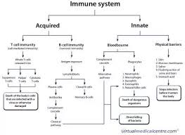 What Is The Cellular Component Of The Immune System Quora