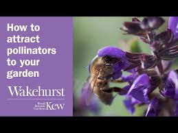 attract pollinators to your garden