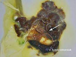 Bandwürmer sind überlebenskünstler, die sich durch wirtwechsel auszeichnen. Innere Parasiten Wildvogelhilfe Org