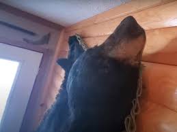 How To Hang A Bear Skin Rug On The Wall