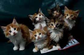 Buying kittens for sale and cats for sale could cost hundreds of dollars; Buy Kittens For Sale Singapore