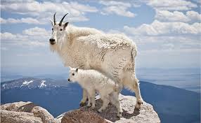 How Is The Mountain Goat Adapted To Its