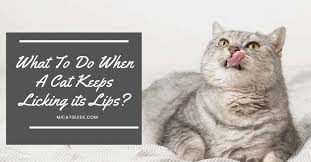 cat licking lips 13 possible reasons