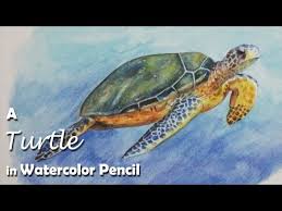 Paint A Turtle With Watercolor Pencil