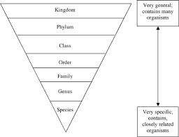 Classification Of Living Things Chart Classification Of