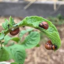 directory of garden pests and diseases