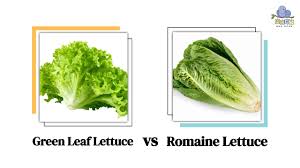 green leaf lettuce vs romaine