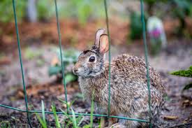 how to keep rabbits out of garden with