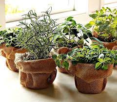 Windowsill Herb Garden Collection Six