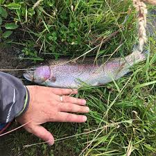 Best Hooks For Trout Fishing A Buyers Guide For All Your