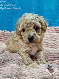 apricot toy poodle female puppy
