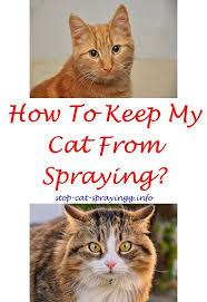The spray costs about $10; Spray To Stop Cats From Scratching Furniture Cat Spray Male Cat Spraying Cat Deterrent Spray