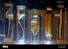 Wet specimens hi-res stock photography and images - Alamy