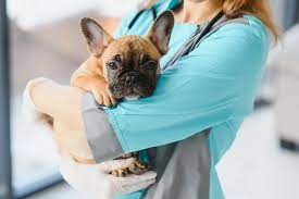 MetLife Pet Insurance gambar png