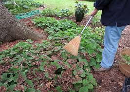 How To Mulch Ground Cover Plus 4 More