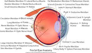 Fractal Eye Anatomy Chart