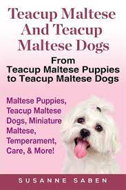 teacup maltese and teacup maltese dogs