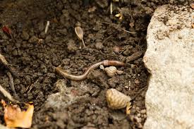 if you find this worm in your garden
