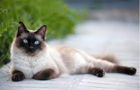 I believe that every cat breed has its own particular nature, and the temperament of the siamese cat makes it quite unlike other. Siamese Personality History And Pictures Pawculture