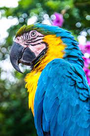 photo of blue and gold macaw bird