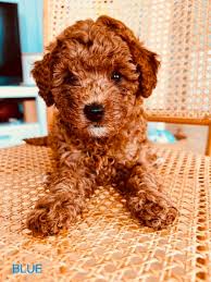 purebred red toy poodle puppies