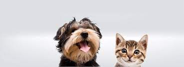 Explore and compare pet insurance cover options from sainsbury's bank and get quotes online straightaway. Argos Pet Insurance Reviews Facebook