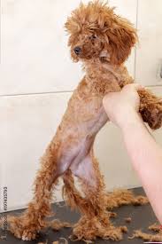 small chocolate toy poodle after