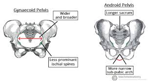 The pelvic cavity is a body cavity that is bounded by the bones of the pelvis and which primarily contains reproductive organs and the rectum. The Pelvic Girdle Structure Function Assessment Teachmeanatomy