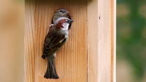How To Make A Sparrow Birdhouse