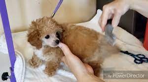 grooming toy poodle puppy you