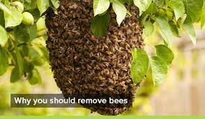 how to remove bees without killing them