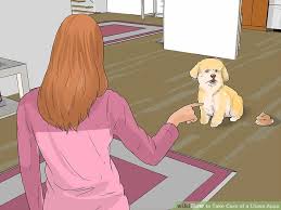 How To Take Care Of A Lhasa Apso 14 Steps With Pictures