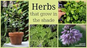 Herbs That Grow In Shade 10 Delicious