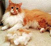 do-maine-coon-cats-shed