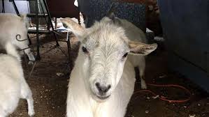 Shawnee Group Removes 12 Goats