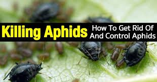 how to get rid of aphids 12 organic