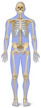 Learn more about the skeletal system in this article for kids. Human Skeleton For Kids Human Body Skeleton Dk Find Out