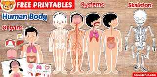 human body systems for kids free