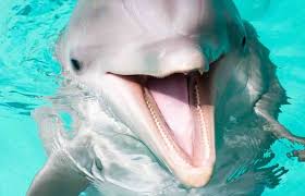 facts about bottlenose dolphins 2024