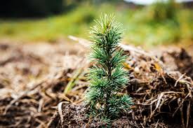 plant a memorial tree ecotree
