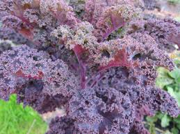 The Top 10 Most Delicious Kale Varieties For Leafy Green
