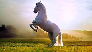 horse wallpapers top 30 best horse