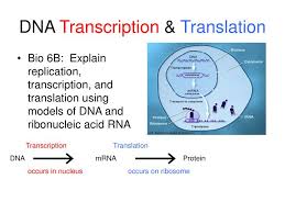 Ppt Dna Transcription Translation Powerpoint