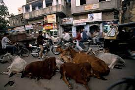 破壊をもたらす聖獣”、野良牛が500万頭超えるインドの苦悩 | ナショナル ジオグラフィック日本版サイト