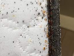 Bed Bug Laundry Nyc Reclaim Your Home