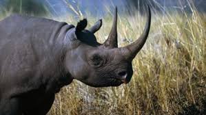 Image result for black rhino