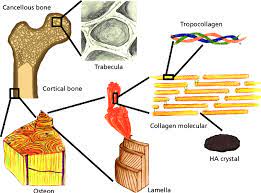hierarchical structure of bone at the