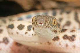 antaresia pythons reptiles magazine