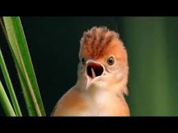 Vidio suara cici padi betina : Vidio Suara Cici Padi Betina Suara Cici Merah Gacor Sudah Teruji Di Depan Juri Youtube Suara Burung Cici Padi Buat Pikat Sangat Istimewa Sudah Terbukti Ampuh Buat Pikat Burung Kecil