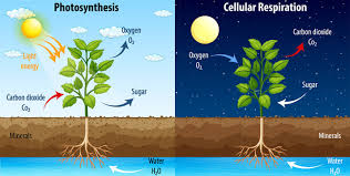 Cellular Respiration Images Browse 2